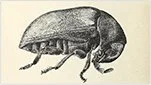 Vad kan jag göra för att undvika tobaksbaggar?